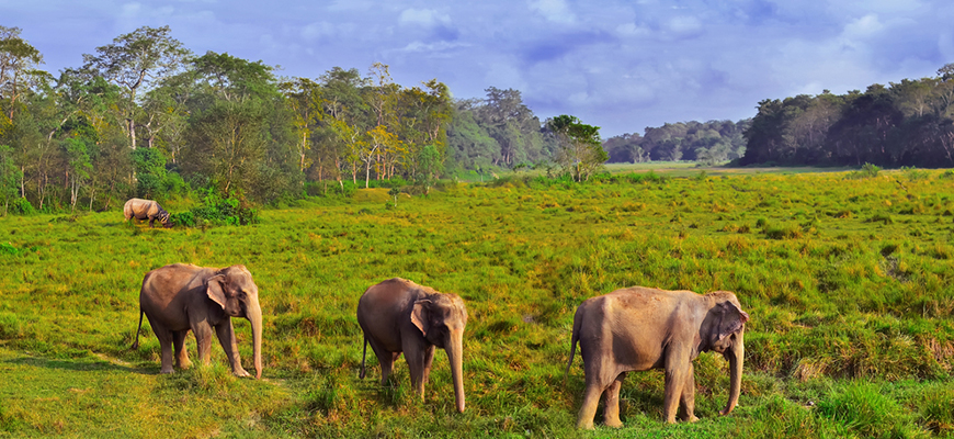 Chitwan Wildlife Tour