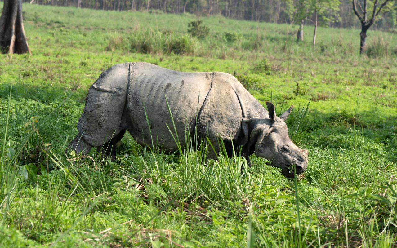 Things to do in Chitwan National Park