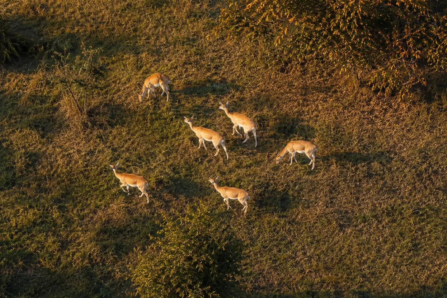 Suklaphanta National Park: A Hidden Wildlife Paradise in Nepal