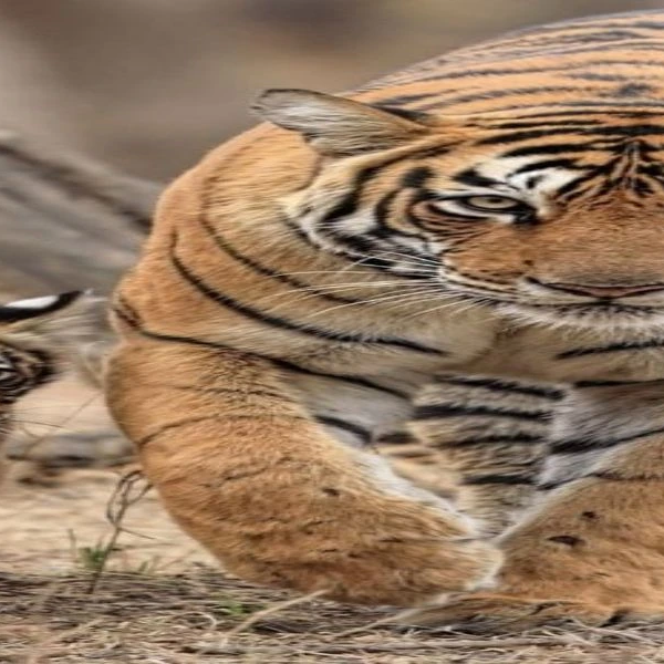 Tiger in National Park of Nepal