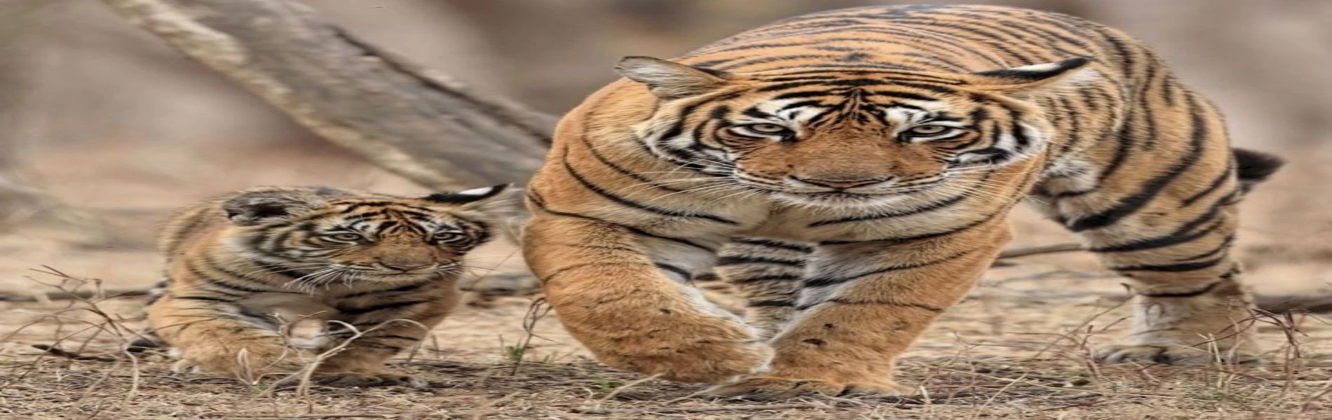 Tiger in National Park of Nepal