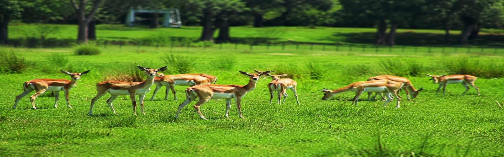 Shuklapanta National Park